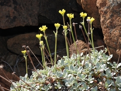 Eriogonum libertini
