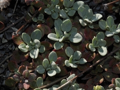 Eriogonum libertini
