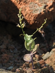 Streptanthus drepanoides