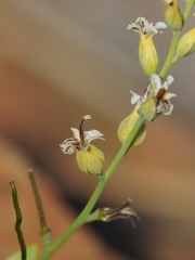 Streptanthus drepanoides