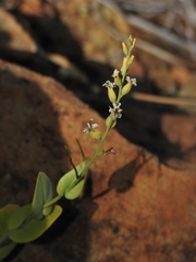 Streptanthus drepanoides