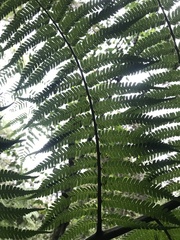 Cyathea boconensis