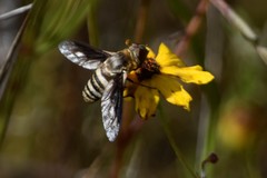 Exoprosopa brevirostris