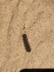 Hemileuca eglanterina