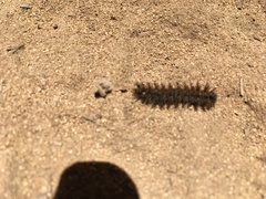 Hemileuca eglanterina