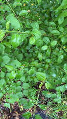 Rhamnus cathartica