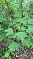 Acer