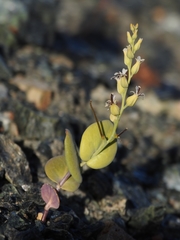 Streptanthus drepanoides