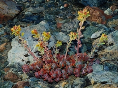 Sedum flavidum
