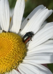 Chrysolina marginata
