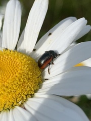 Chrysolina marginata