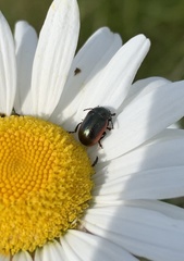 Chrysolina marginata