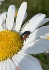 Chrysolina marginata