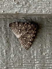 Aglossa pinguinalis