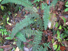 Blechnum stipitellatum