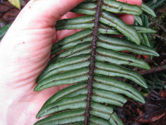 Blechnum stipitellatum