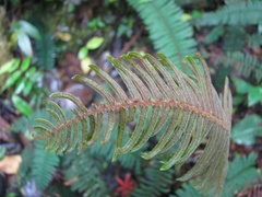 Blechnum stipitellatum
