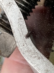 Dryophthorus americanus