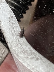 Dryophthorus americanus