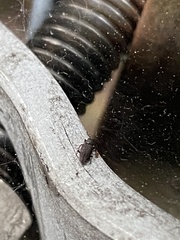 Dryophthorus americanus