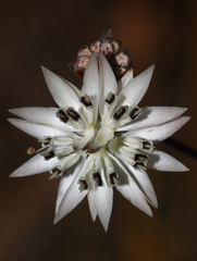 Schoenolaena juncea