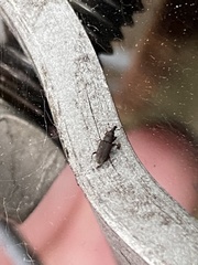 Dryophthorus americanus