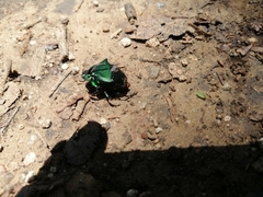 Phanaeus chiapanecus