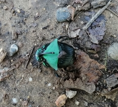 Phanaeus chiapanecus