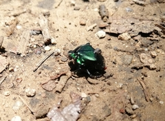 Phanaeus chiapanecus