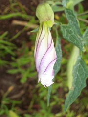 Datura ceratocaula