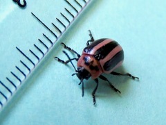 Calligrapha californica