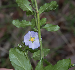 Solanum umbelliferum