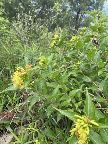 Southern bush honeysuckle (Diervilla sessilifolia)