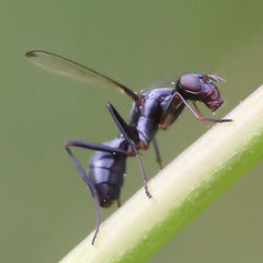 Myrmecothea myrmecoides