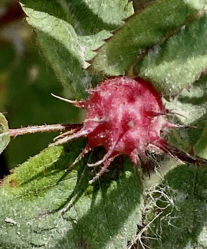 iNaturalist observation photo of Spiny Leaf Gall Wasp