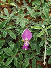 Galactia heterophylla