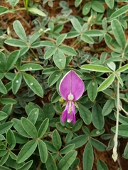 Galactia heterophylla