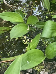 Maianthemum trifolium