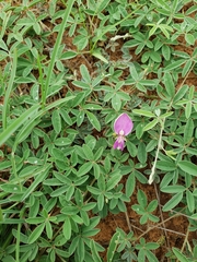 Galactia heterophylla
