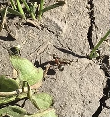 Camponotus novaeboracensis