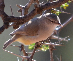Eremomela icteropygialis