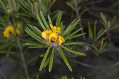Pultenaea petiolaris