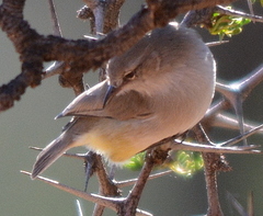 Eremomela icteropygialis