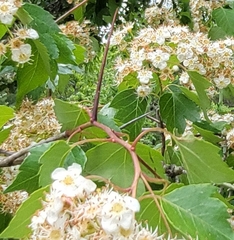 Crataegus coccinea