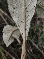 Critoniopsis