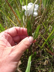 Ruellia noctiflora