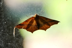 Tetracis cervinaria