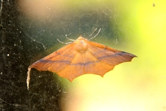 Tetracis cervinaria