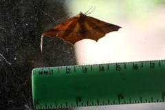 Tetracis cervinaria