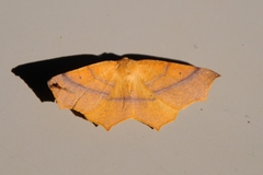 Tetracis cervinaria